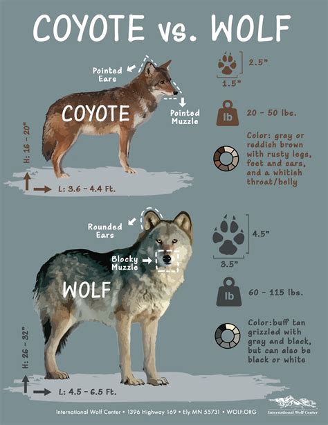 Was that a wolf? | International Wolf Center