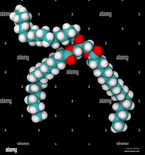 Three-dimensional space-filling model of a typical triglyceride ...