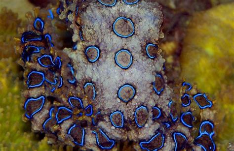 Image result for Blue-Ringed Octopus Color