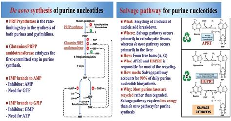 Image result for Purine Synthesis Folate