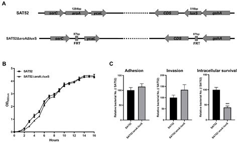 The aroA and luxS Double-Gene Mutant Strain Has Potential to Be a Live ...