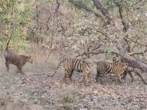 Tigress ‘Mausi’ raises cubs after 4 years