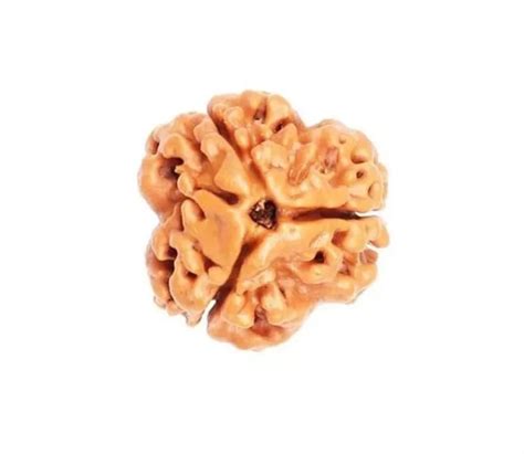 3 Mukhi Rudraksha Nepal Complete 3 Seeds with Xray & Certificate ...