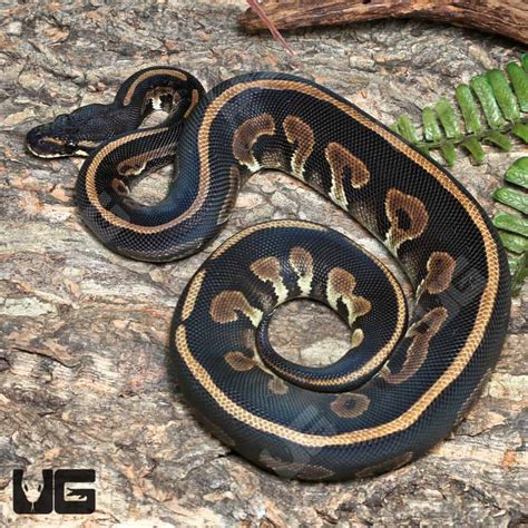 Image result for Lavender Spider Ball Python