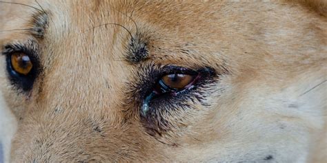 Dog Eye Boogers – Types of Eye Discharges, Causes, Treatments