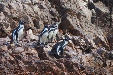 Excursion to Paracas - Huacachina and the Nazca Lines during 2D / 1N ...