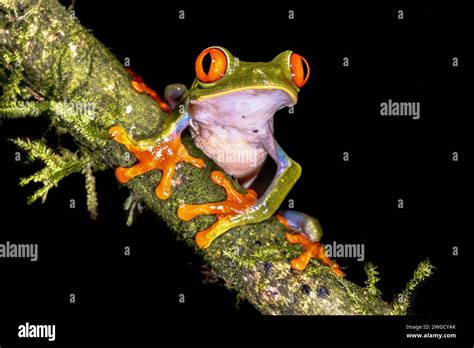 Image result for New Line JavaScript