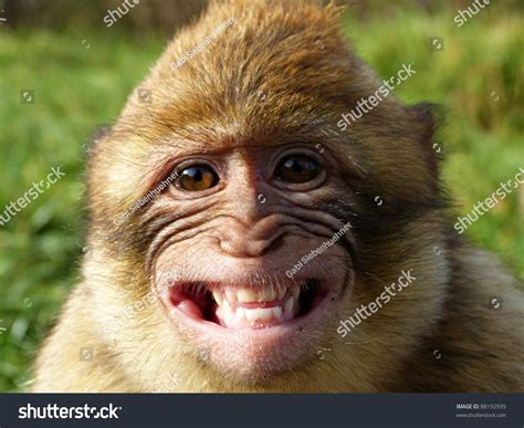 Image result for Monkey Smiling