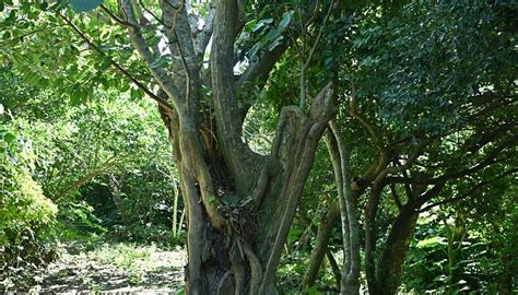 ASUKA UTAKI AND PLANT COMMUNITY - All You Need to Know BEFORE You Go ...