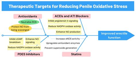 Oxidative Stress and Erectile Dysfunction: Pathophysiology, Impacts ...