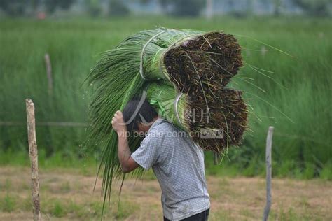 浙江宁波：蔺草地里的忙碌身影-人民图片网