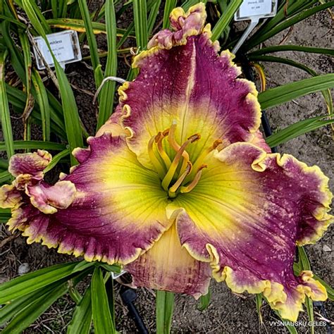 'Shock and Awe' - Vyšniauskų gėlės