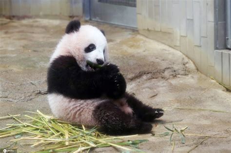 旅日大熊猫“香香”即将回国 日本网友瞬间崩溃！