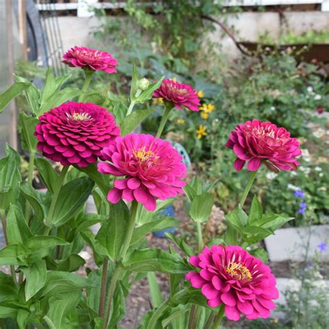 How You Can Grow Beautiful Zinnias in Containers and Pots! - Flower ...
