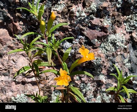 orange bush monkeyflower (Diplacus aurantiacus Stock Photo - Alamy