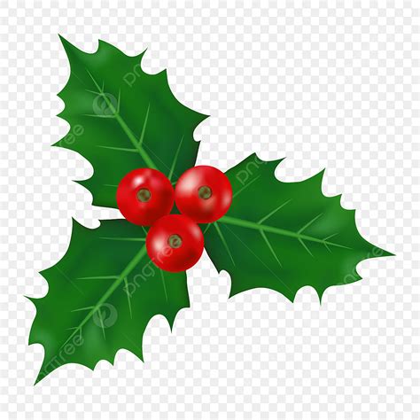 Holly Clipart