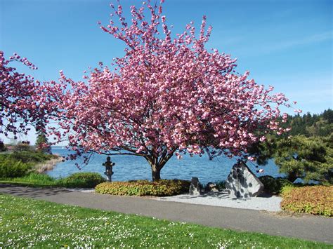 Enjoy hanami this cherry blossom season at these Seattle-area locations ...