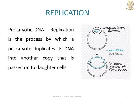 DNA replication prokaryotes | PPTX