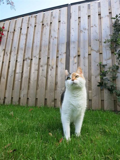 Installing a Cat-Proof Fence – Making Your Yard Safe for Your Cats ...