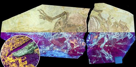 Image result for Fissural Prodigy Evolution