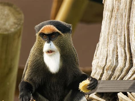 De Brazza’s monkey