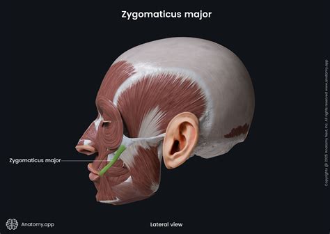 Zygomaticus major | Anatomy.app