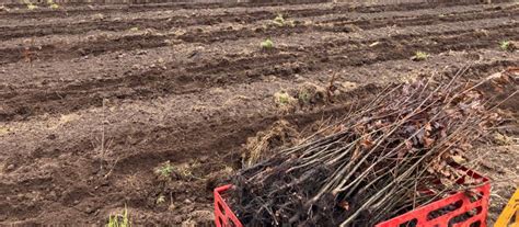 Image result for Planting Saplings Tutorial