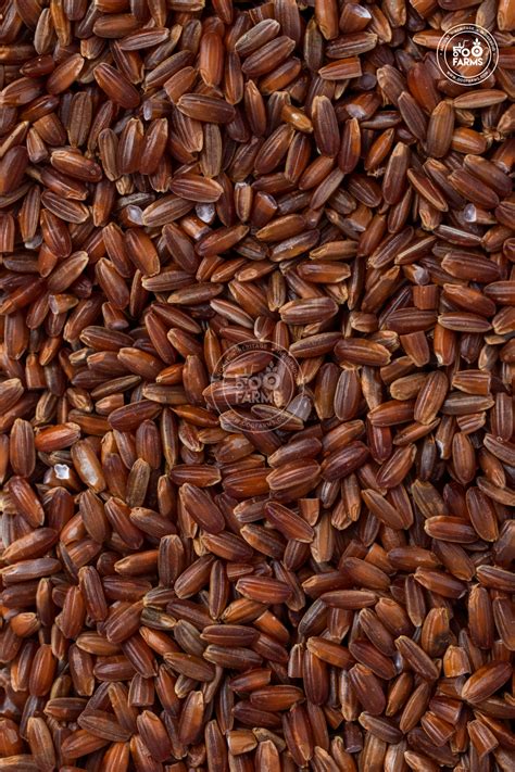 Black Rock Rice Wiki – OOO Farms