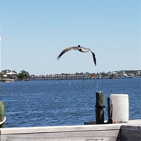 Shell Island Snorkel & Dolphin Cruise from Panama City Beach 2021