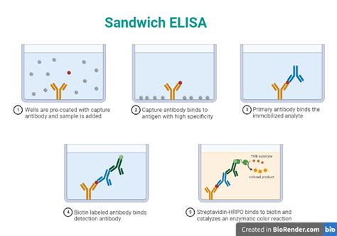 Image result for Elisa Process