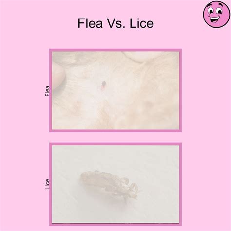 Flea Vs. Lice: How Pink Power Pest Control can help | pink power posted ...