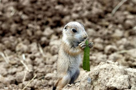 Little Buff Babe Photos, Download The BEST Free Little Buff Babe Stock ...