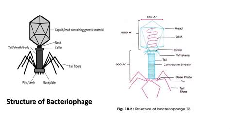 BACTERIOPHAGE LIFE CYCLE - LYSIS AND LYSOGENY | PPTX