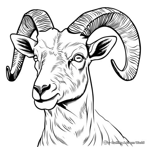 Rocky Mountain Bighorn Sheep Coloring Page