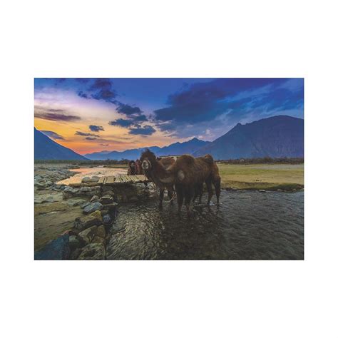 Anne Print Solutions® Camel Animal Poster (Without Frame) For Wall ...