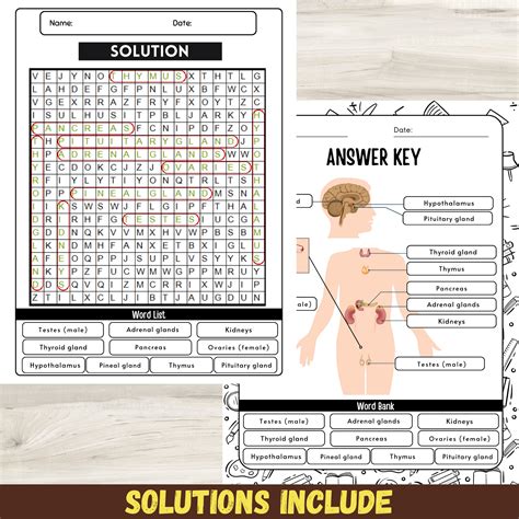 Label the Endocrine System Worksheet: Endocrine System Activity / Anatomy | Made By Teachers