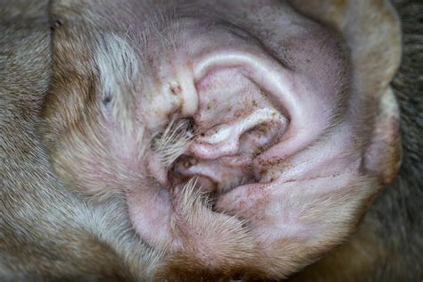 Are Dog Ear Mites Contagious To Humans