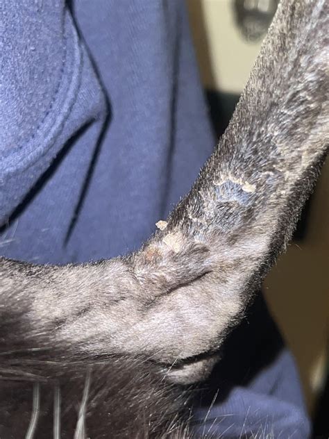 Post-cast skin irritation : r/catcare