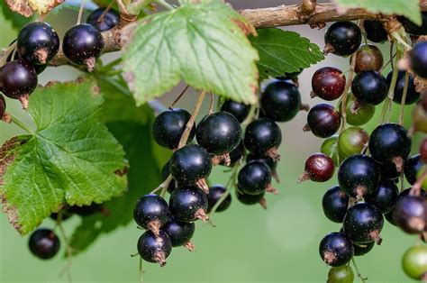 Blackcurrant Benefits: What They Are and Why They're Good for You – LOOV