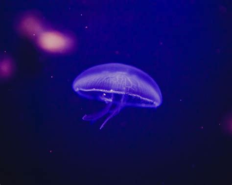 Download wallpaper 1280x1024 jellyfish, underwater world, phosphorus ...