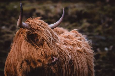 [100+] Highland Cow Wallpapers | Wallpapers.com