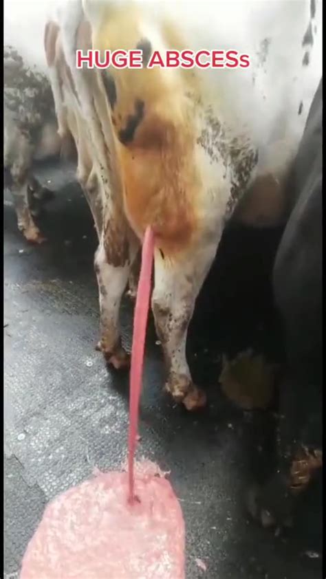 Exploding Cow Abscess 的图像结果