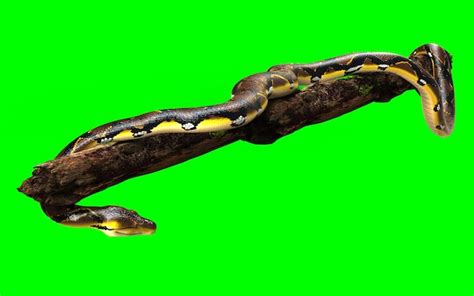 Image result for Bold Python Snake
