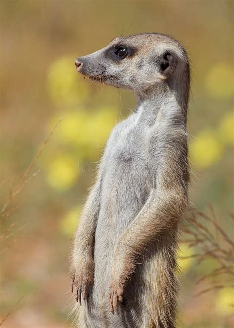 Image result for Raspberry Pi Suricate Tutorials