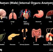 internal organ 的图像结果