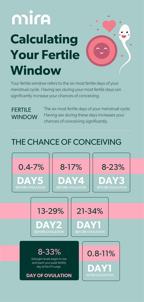 How long does ovulation last ovulation window guide – Artofit