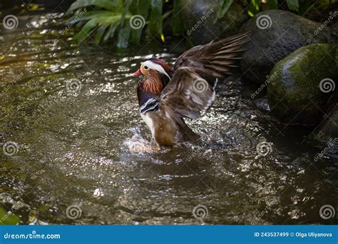 Colorful Duck Swimming in the Pond. Waterfowl Bird Family. Tropical ...