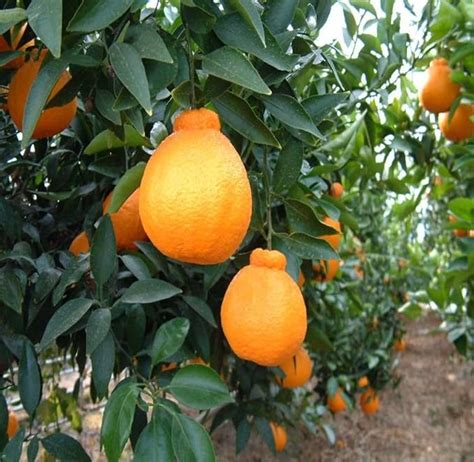 IXORA Dekopon Orange Variety Grafted Santra Fruit Live Plants & Tree(1 ...
