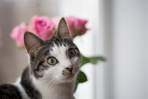 Image result for Bunga API Kucing