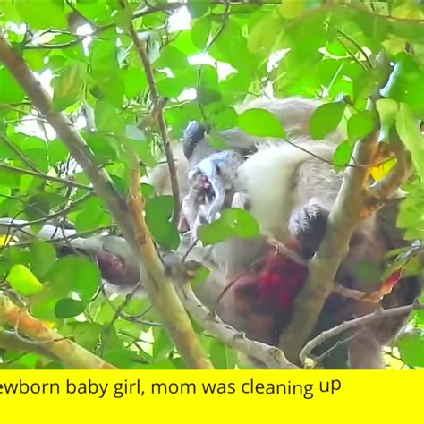 Image result for Monkey Falling Off Tree